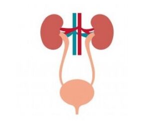 Urinary system and its strengthening of feminral capsules